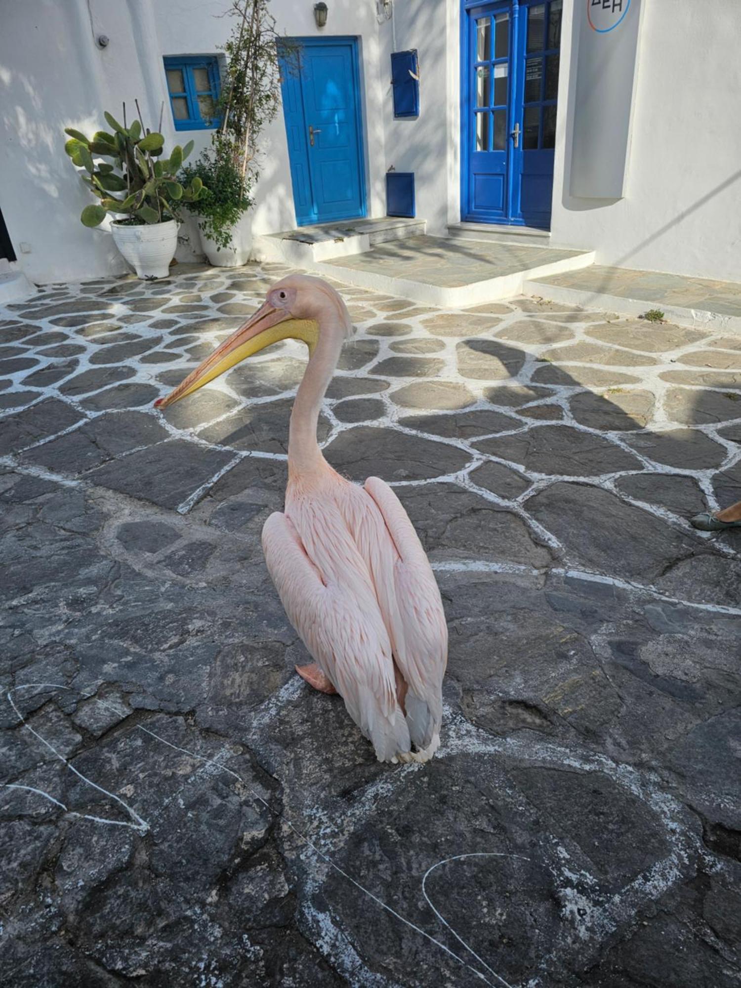 Apartment Capparis